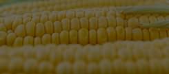 Jagung